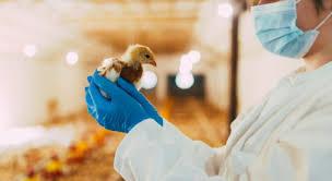 Enriquecimento ambiental para aumentar produtividade e sustentabilidade