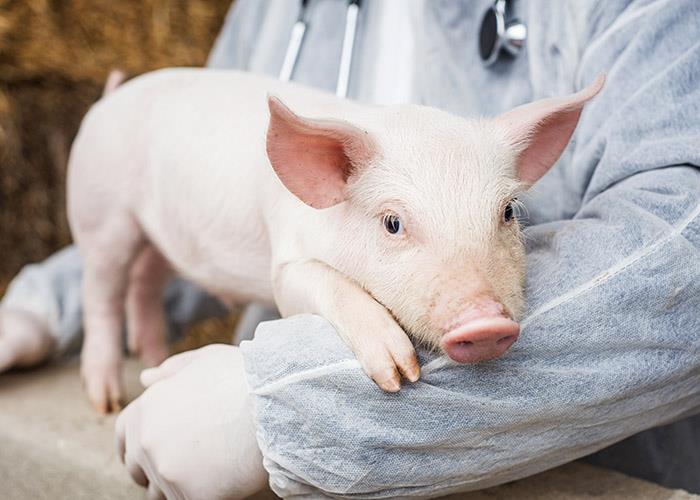 Competitividade da carne bovina limita aumento dos preços da carne suína, segundo a ABCS