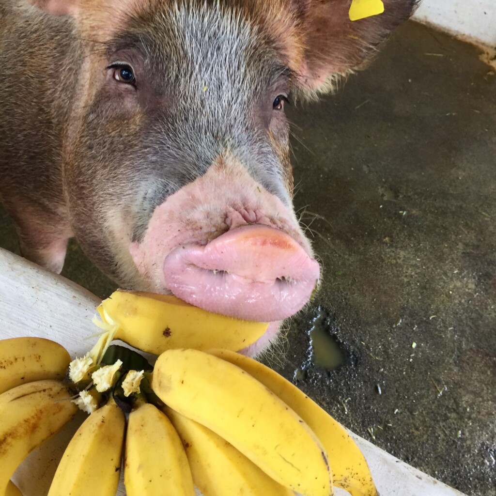 Fazenda investe em produção artesanal de jamon no Agreste