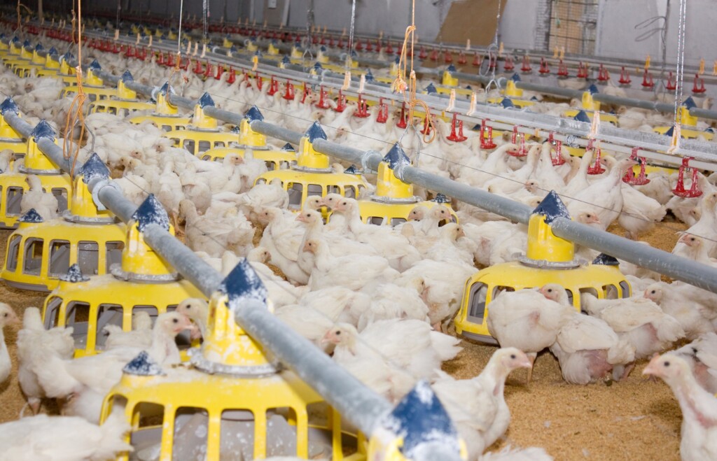Alto custo de insumo limita bons resultados do frango em 2019
