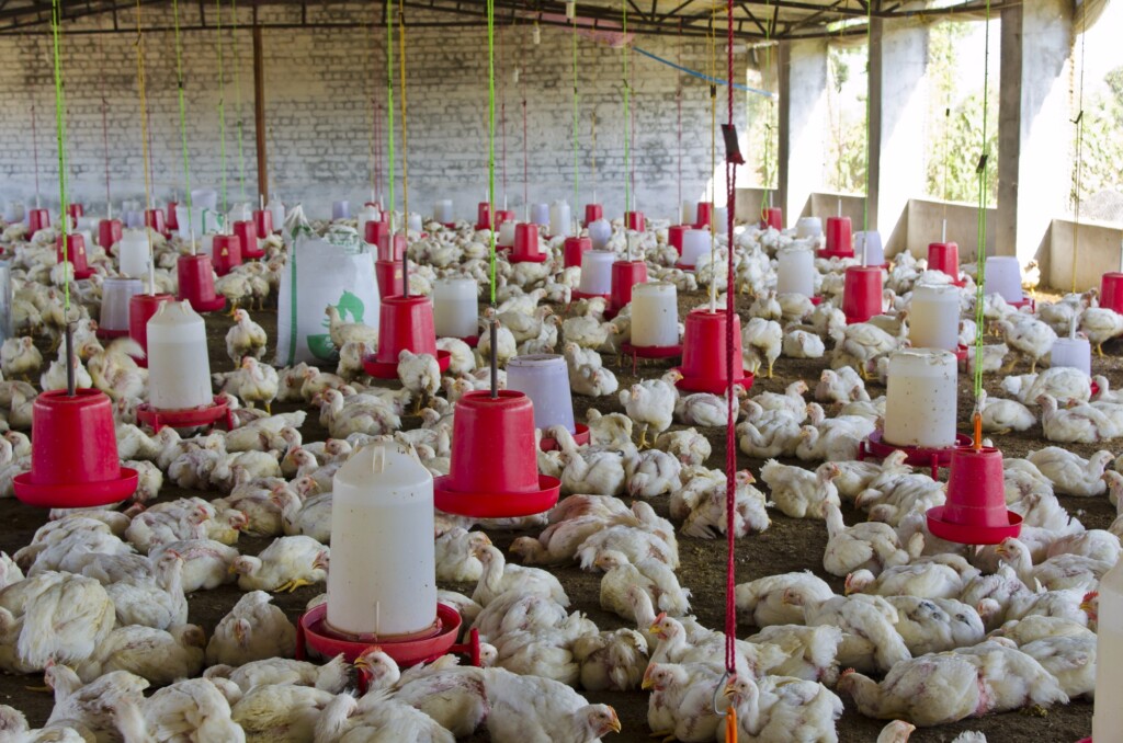 Em julho, média do animal vivo sobe mais de 8% em Minas Gerais