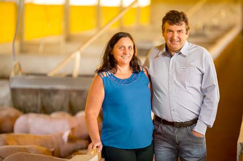 Cooperativas do PR elaboram programa de padronização na suinocultura