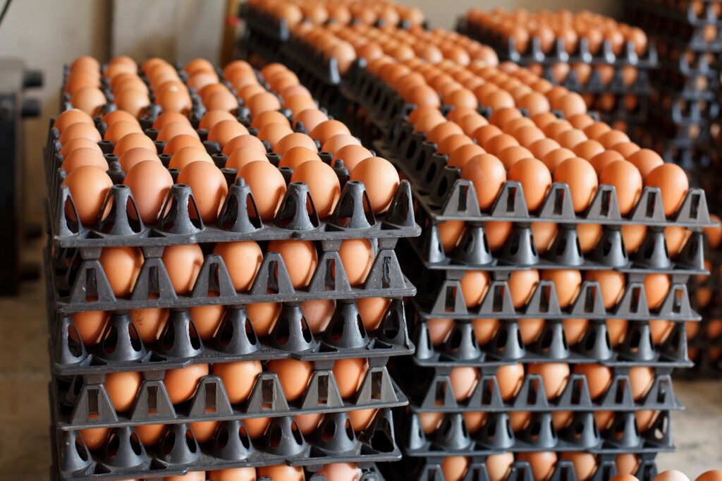 Colômbia encerrará 2021 com a venda de 16 bilhões de ovos