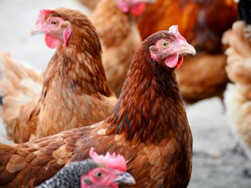 Gripe aviária altamente patogênica é encontrada em plantéis não comerciais em Nova York e Maine