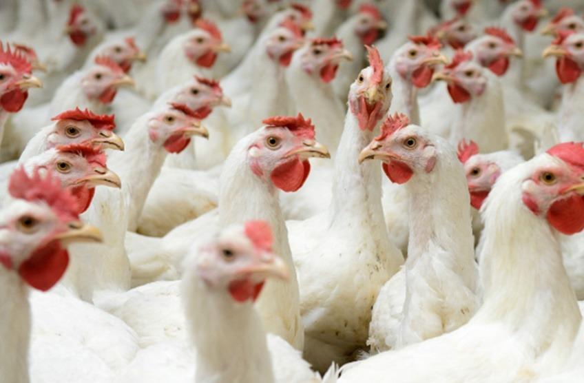 Setor avícola mundial desfruta de reduções nos custos de insumos