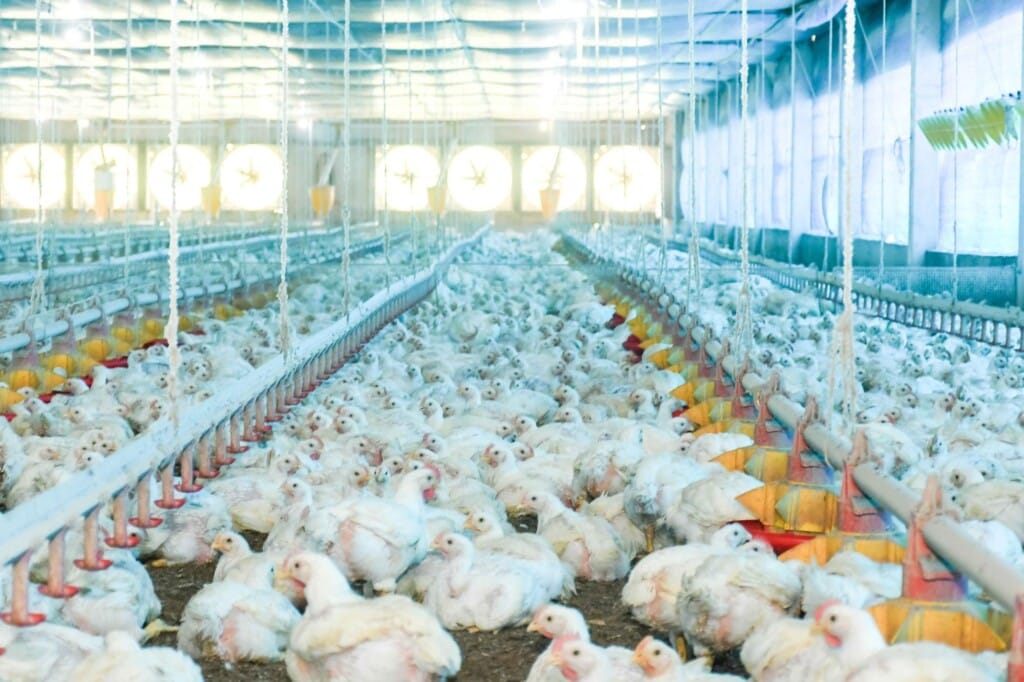 Adapec conclui fase de colheita para inquérito sobre ausência do vírus da influenza aviária e doença de Newcastle