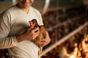 Fazenda da Toca promove curso sobre produção de ovos orgânicos