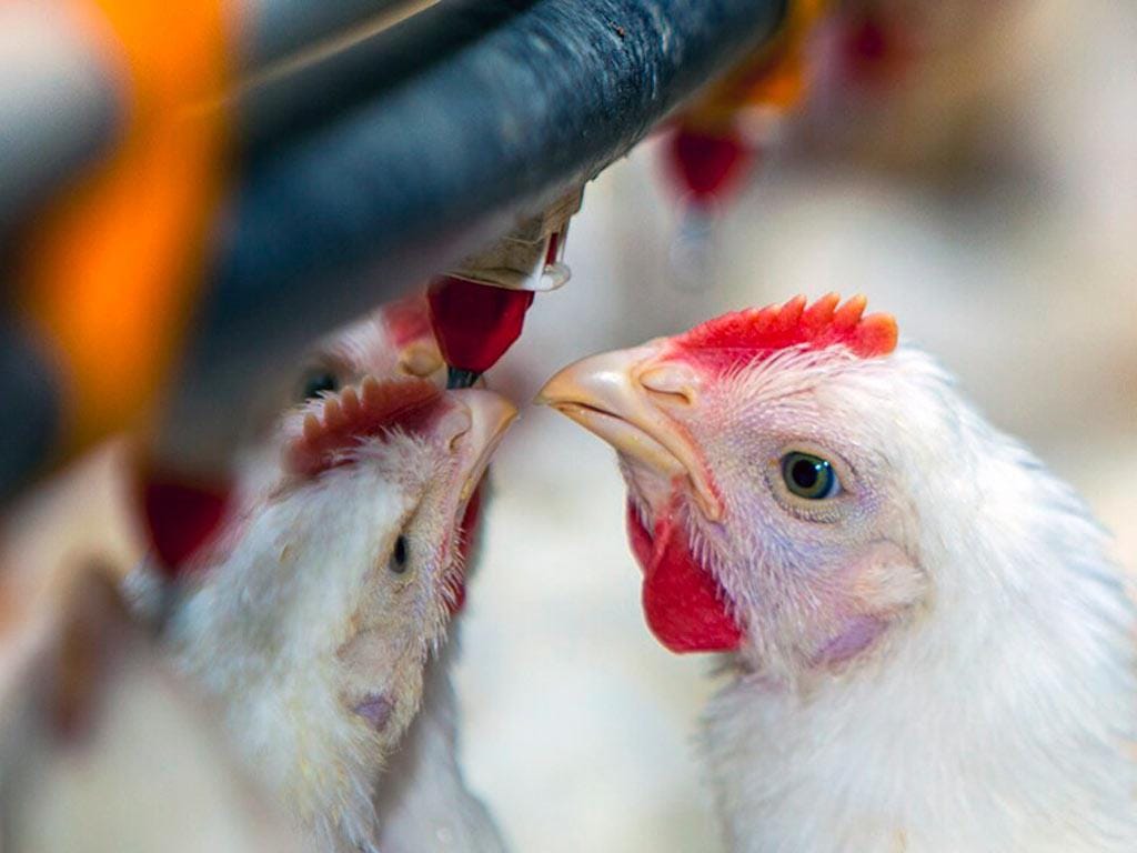 Vacinação contra a Influenza Aviária: Europa discute o assunto