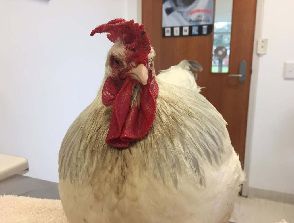 Galinha apresenta características de galo e ganha implante de hormônio
