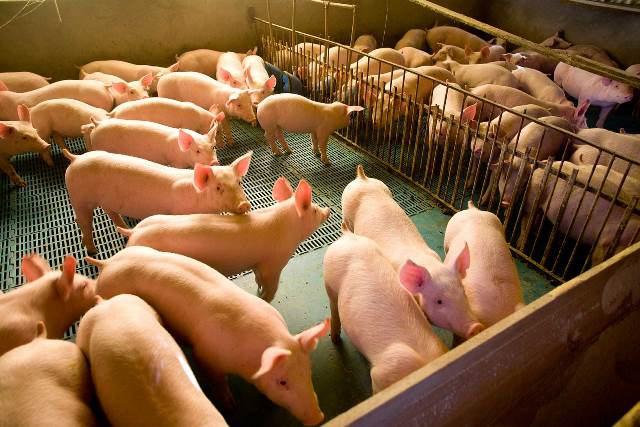 Suinocultores do MT se reúnem para falar sobre Compartimentação de Suínos