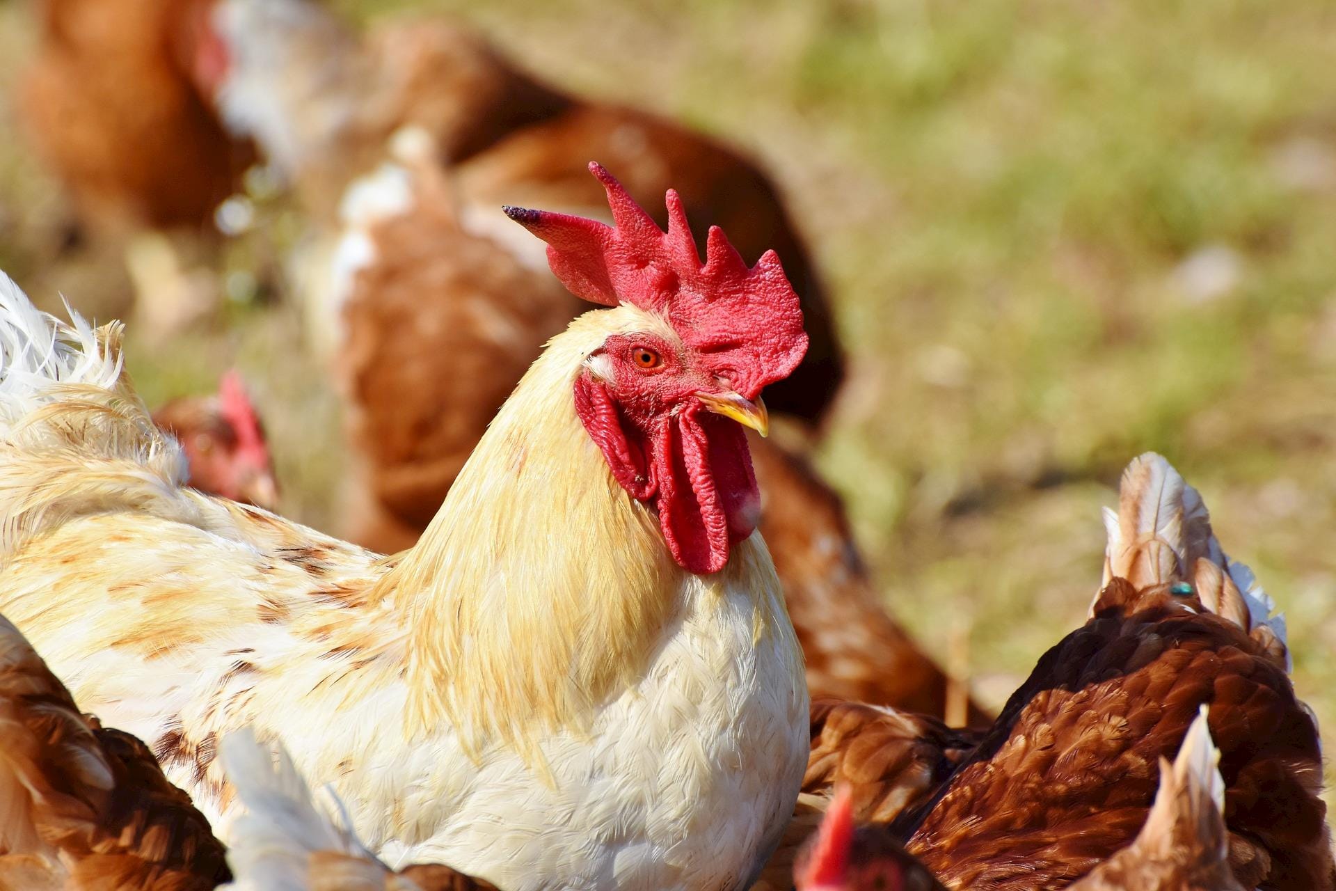 Nova enzima ajuda os criadores de aves a produzir mais com menos ração Nova enzima ajuda os criadores de aves a produzir mais com menos ração