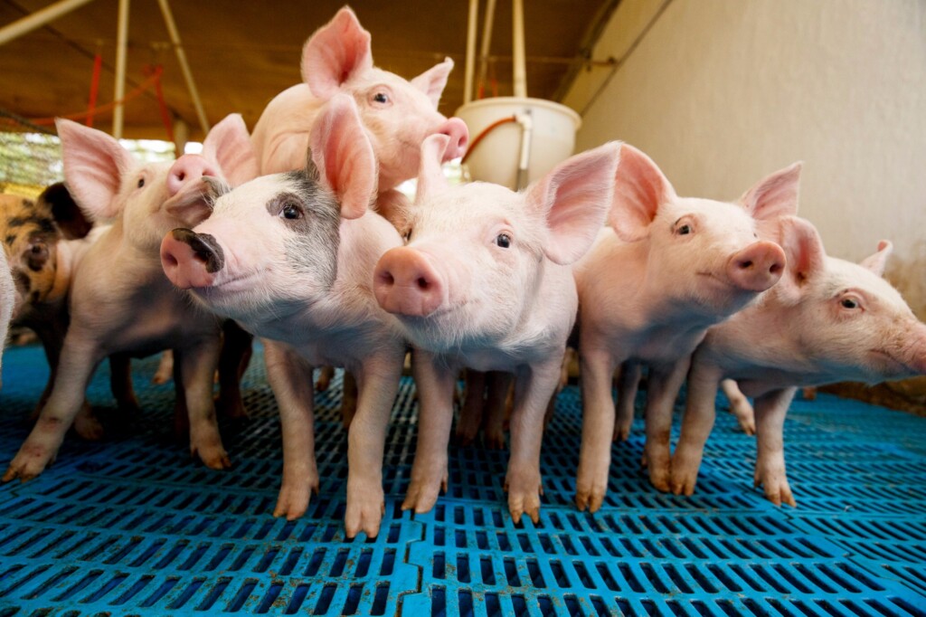 Trato gastrointestinal, nutrição e imunidade: a importância da manutenção de uma barreira gástrica operante e saudável