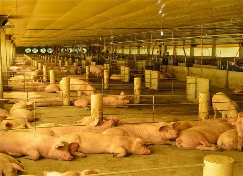 BRF avança em compromisso de bem-estar animal com gestação coletiva de suínos