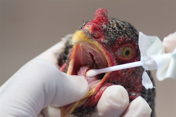 Bahia reforça monitoramento para Gripe Aviária e Doença de Newcastle