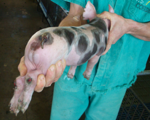 As manifestações de artrites infecciosas em suínos