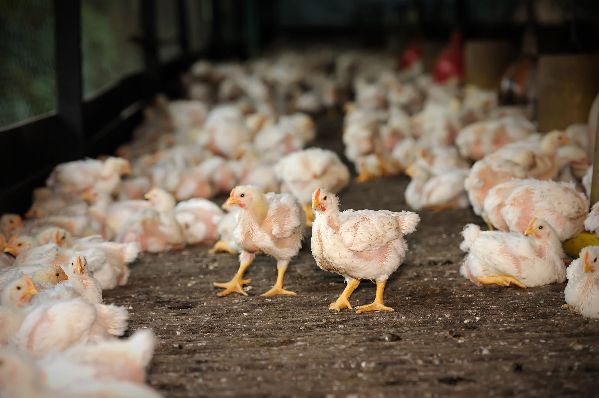 Interação nutrição e sistema imune em frangos e aditivos promotores de crescimento Interação nutrição e sistema imune em frangos e aditivos promotores de crescimento