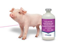 Vacina contra doenças respiratórias prejudiciais à suinocultura é lançada