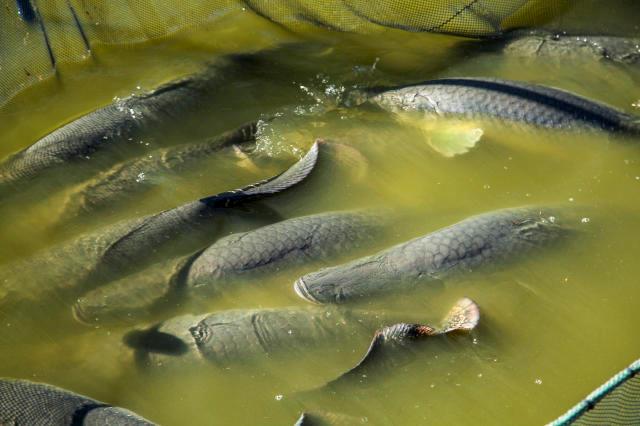 Embrapa faz parceria para desenvolver ração específica para pirarucu