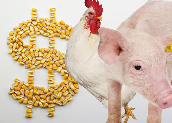 Valor da Produção Agropecuária de 2021 deve registrar aumento real de 11,8%