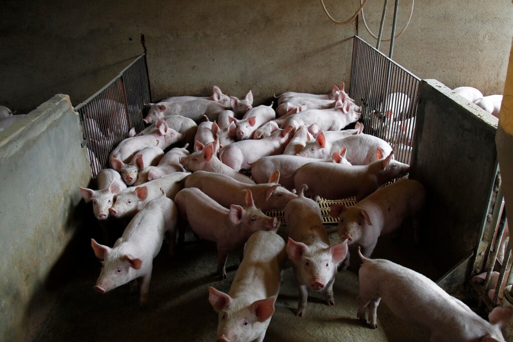 Mercado norte-americano de suínos continua com dificuldades – por Jim Long