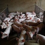 Produção de proteínas cresce em 2025, mas preços da suinocultura iniciam 2026 sob pressão