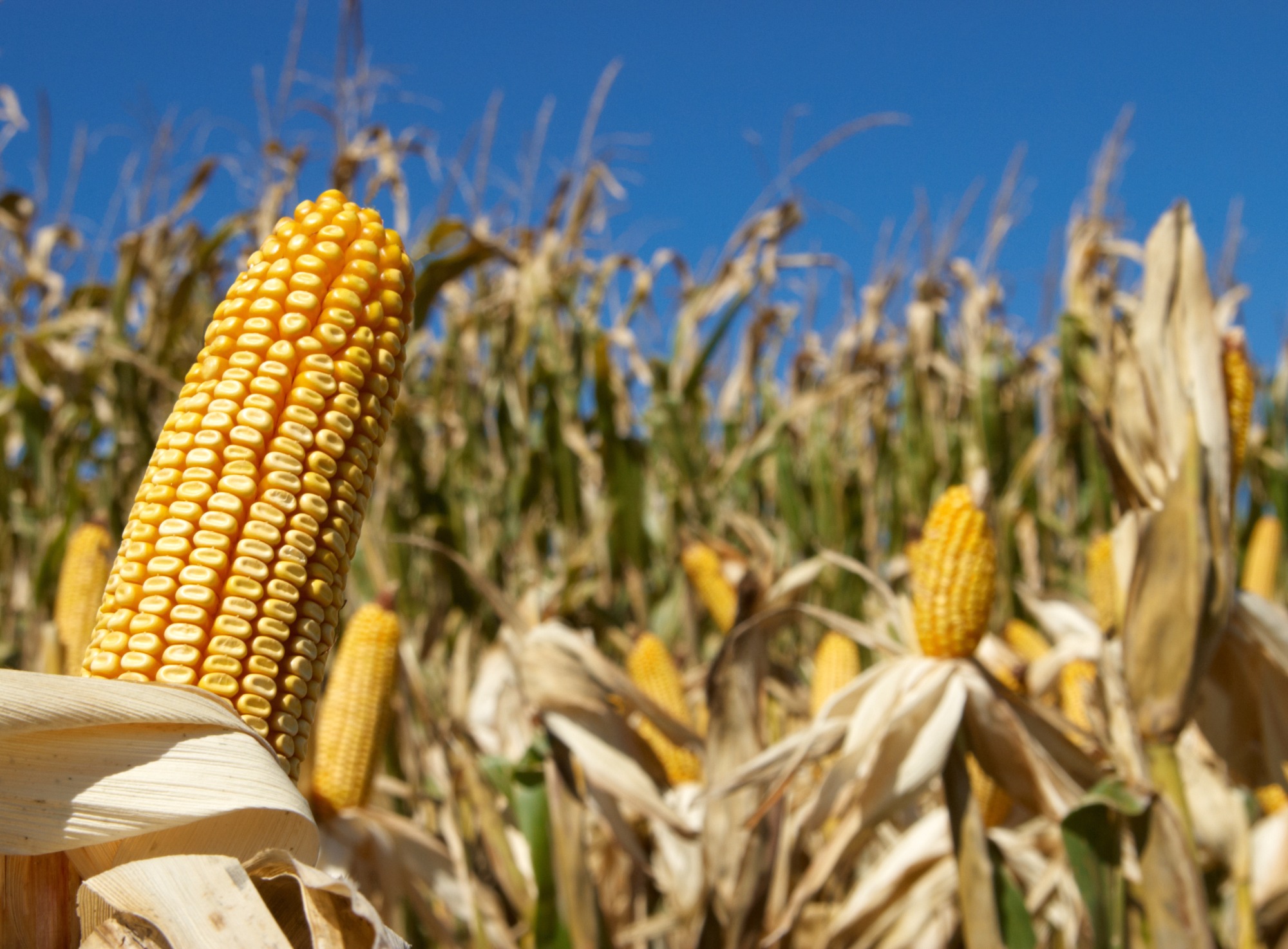 Plantio do milho 2ª safra encerra e indica nova estimativa de produção em MS