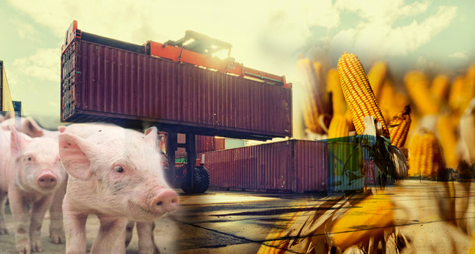 Vendas de carne suína para o mercado externo sustenta preço do animal vivo