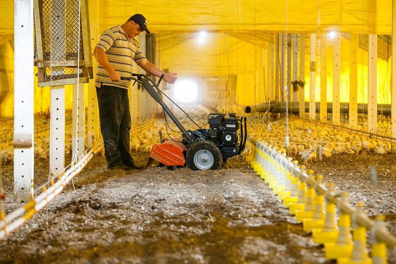 Equipamentos auxiliam o manejo da cama aviária para maior eficiência na produção