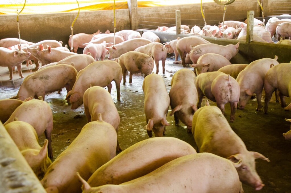 Software de gestão ambiental da suinocultura da Embrapa recebe prêmio Fritz Müller