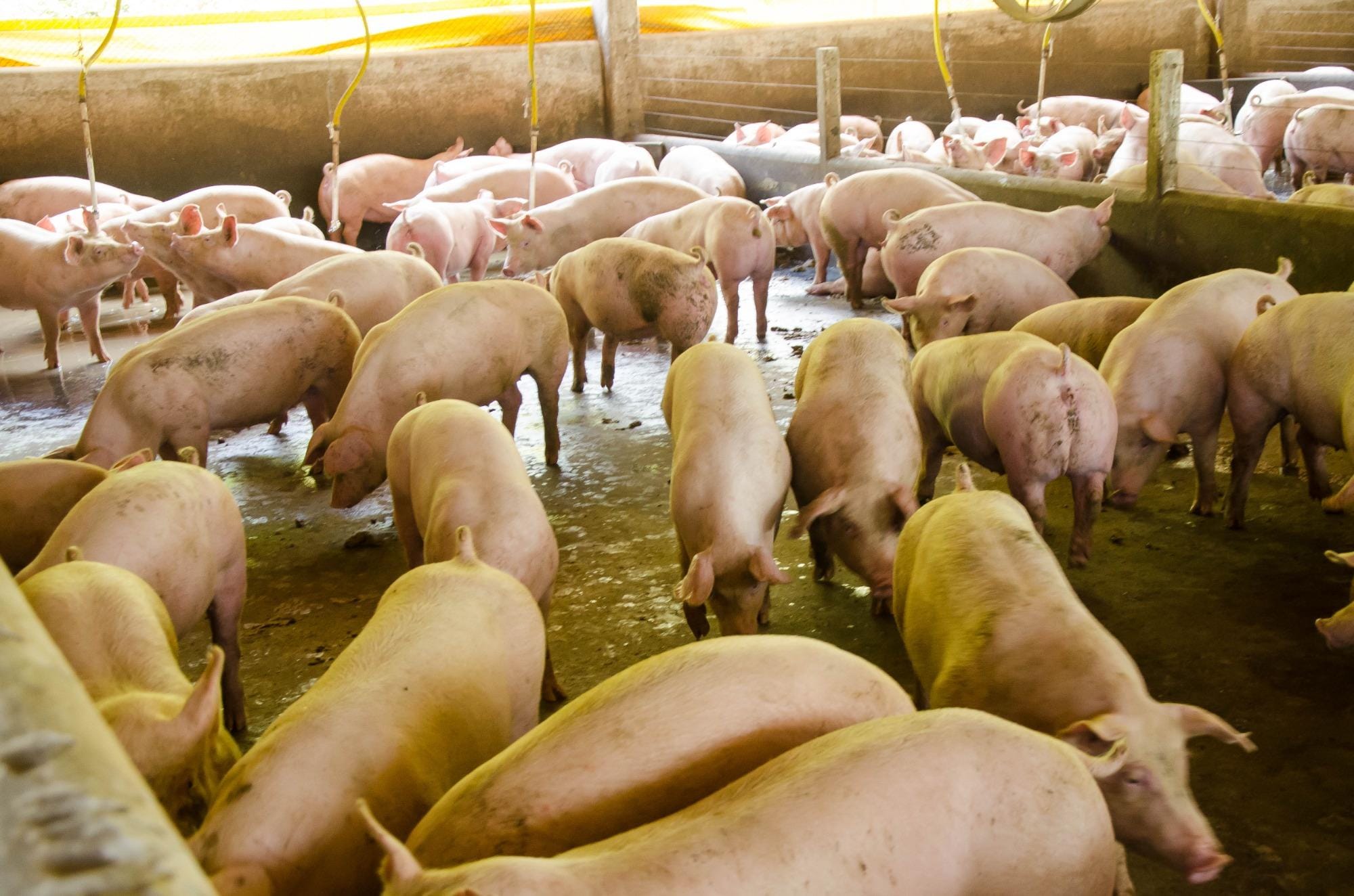 Software de gestão ambiental da suinocultura da Embrapa recebe prêmio Fritz Müller Software de gestão ambiental da suinocultura da Embrapa recebe prêmio Fritz Müller
