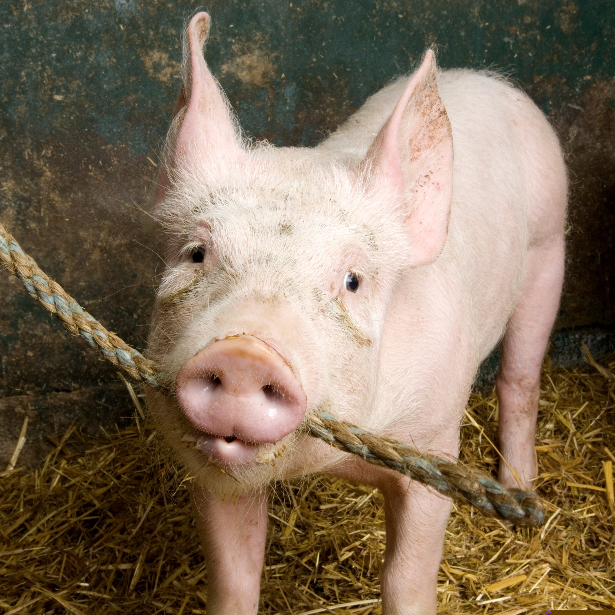 Exportações de carne suína têm queda de 6,8% em julho e somam 48,7 mil/t Exportações de carne suína têm queda de 6,8% em julho e somam 48,7 mil/t