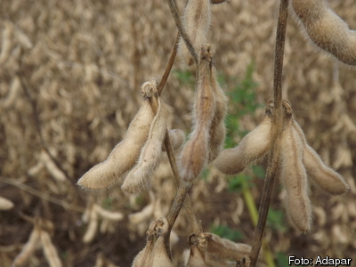 Adapar estabelece novo período de vazio sanitário