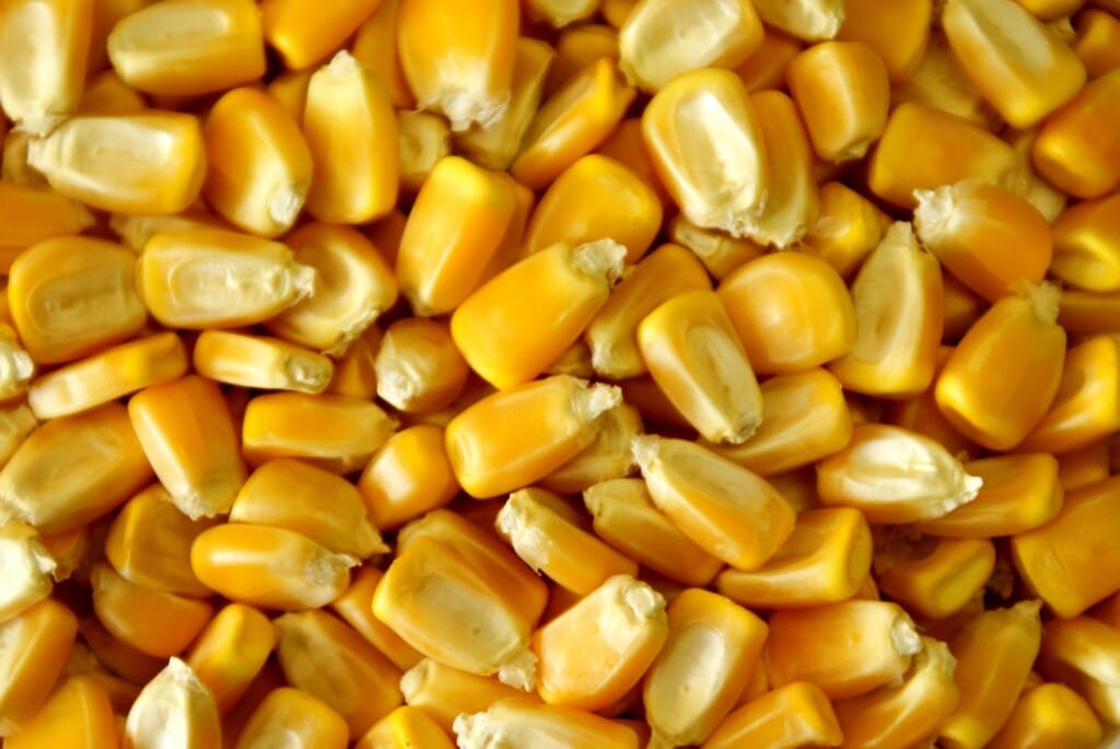 Governo de São Paulo, entidades e empresas do agronegócio lançam Programa Milho+ SP