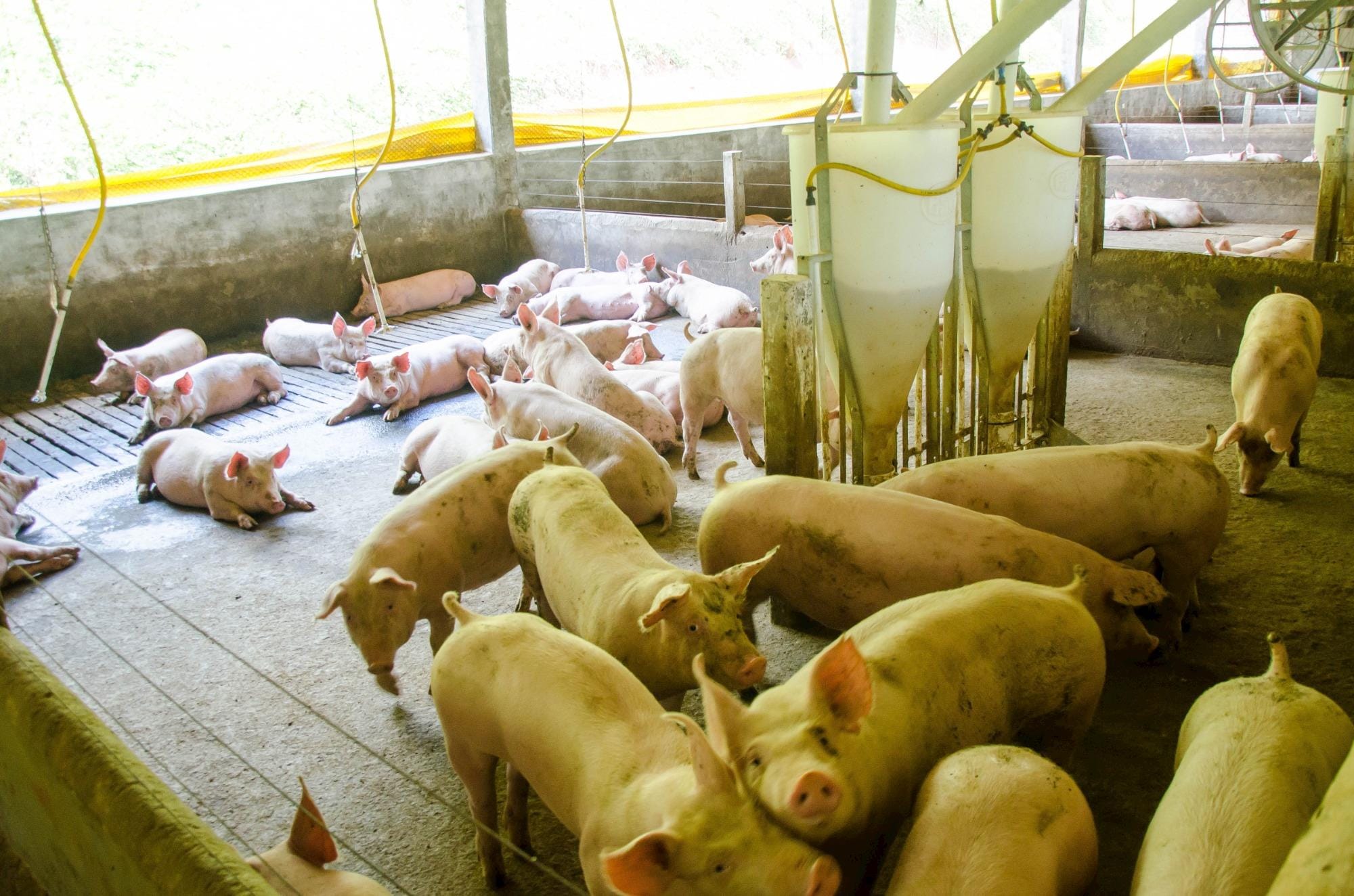Seminário na Embrapa em Concórdia debate qualidade do piso em instalações de suínos