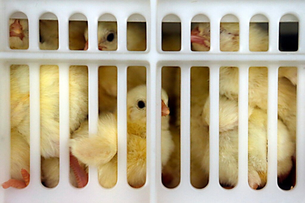 Avicultura fecha 1º semestre com 12 mil novos empregos