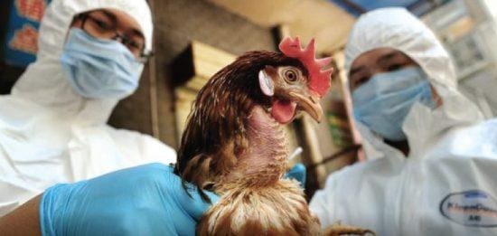 Gripe aviária: risco de contaminação em humanos é baixa