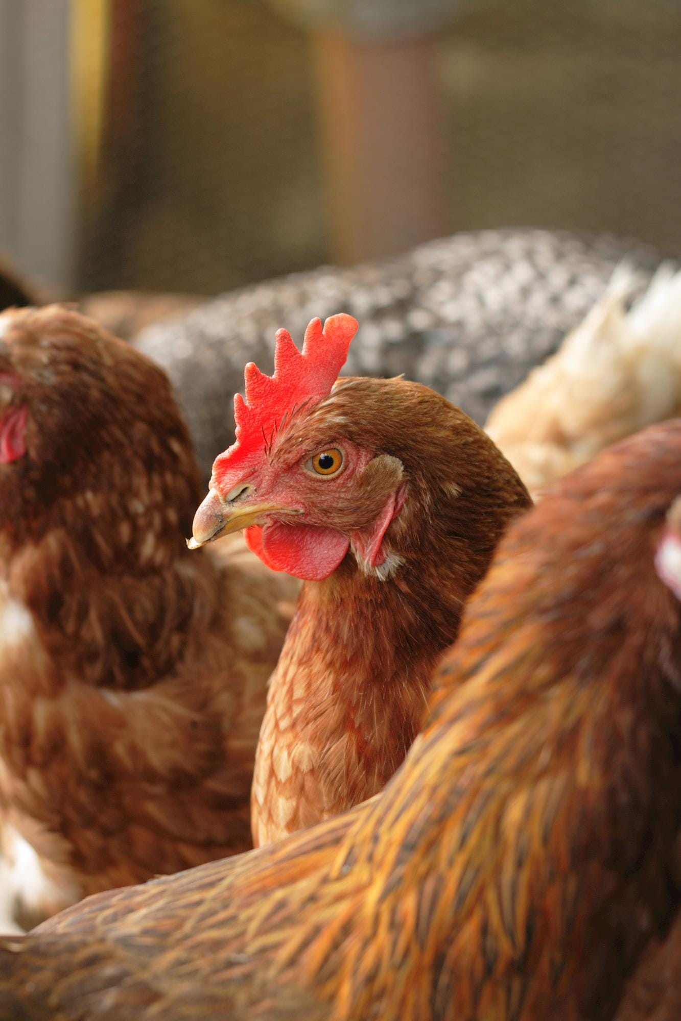Laringotraqueíte Infecciosa das Aves: epidemiologia e profilaxia Laringotraqueíte Infecciosa das Aves: epidemiologia e profilaxia