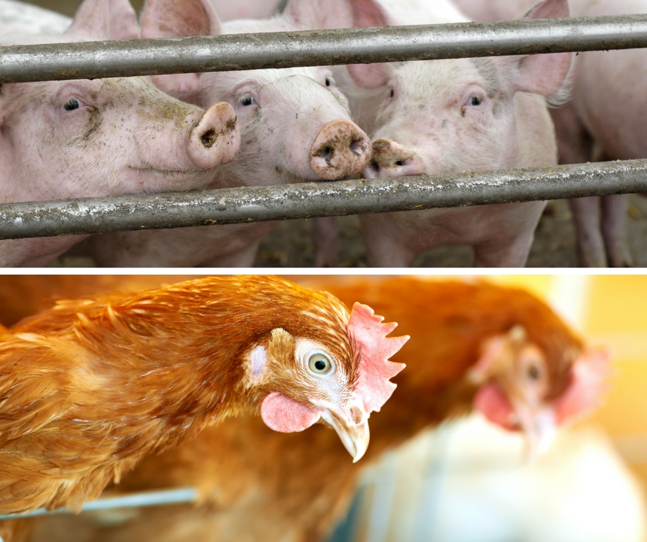 Empresas e ONGs ajustam mercado a práticas de bem-estar animal