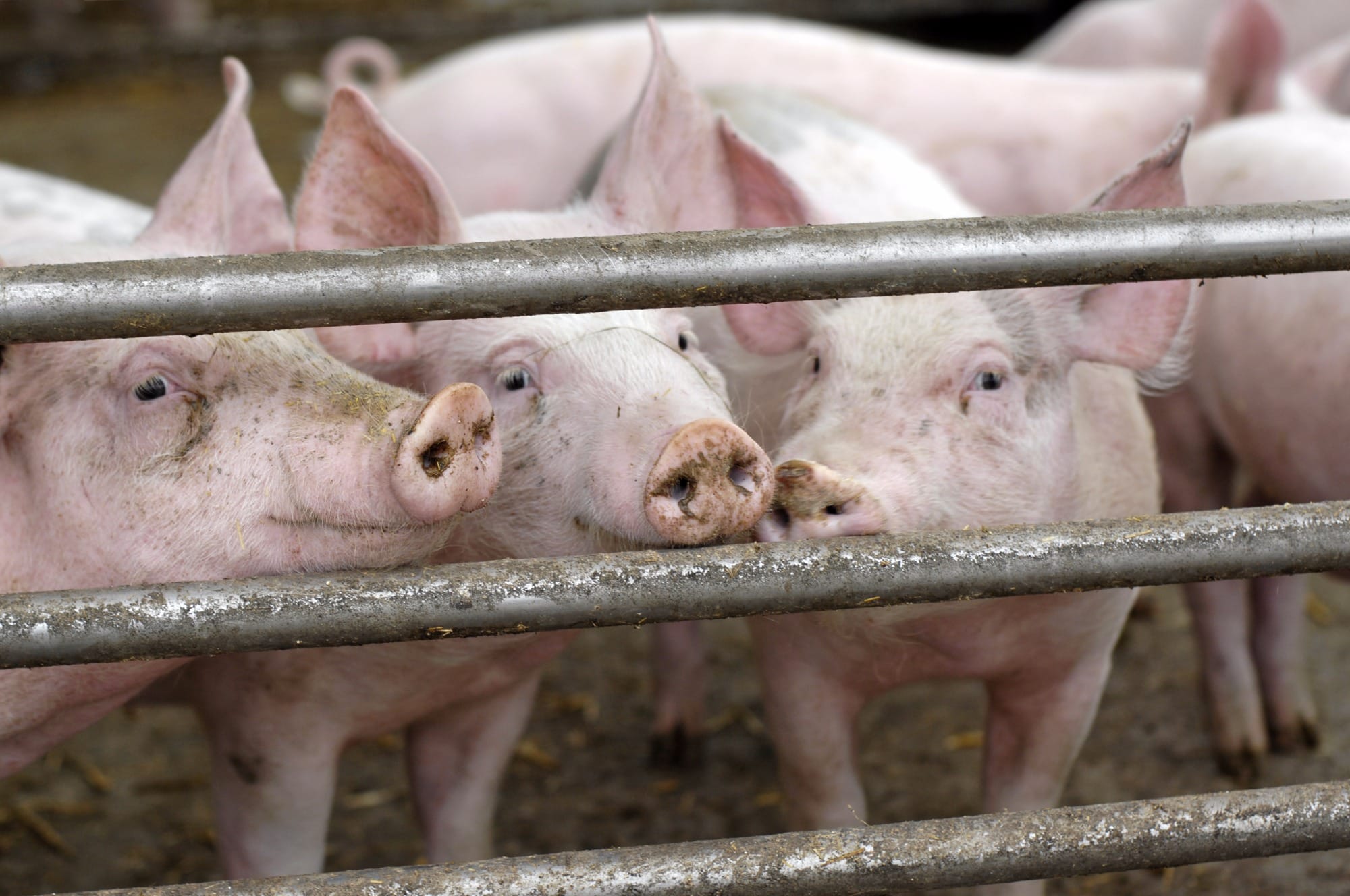 Agroceres PIC discute importância do gerenciamento da conversão alimentar na AveSui 2017