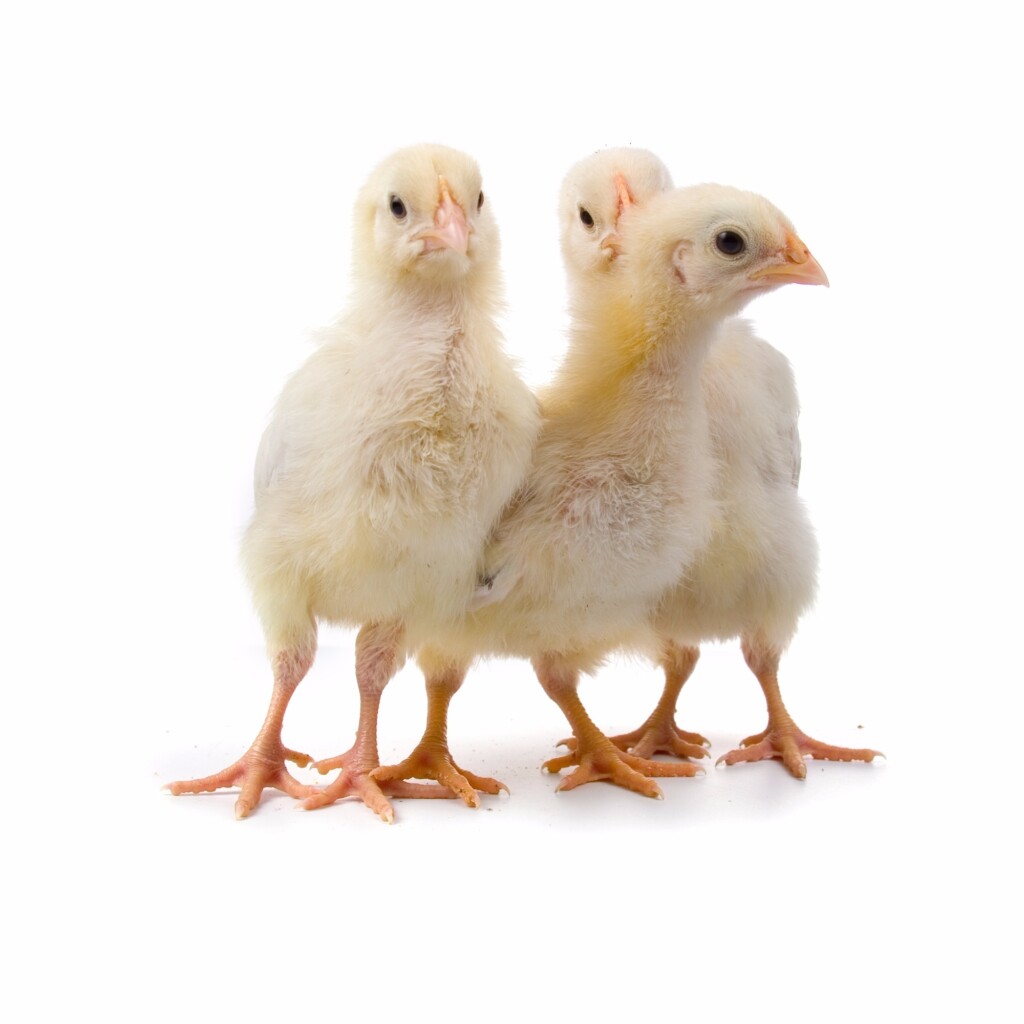 Qualidade de pintainhas submetidas a estresse térmico durante a incubação