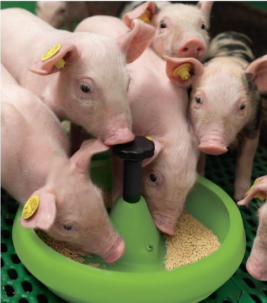 De Heus cresce e faturamento chega a R$ 270 milhões em 2017