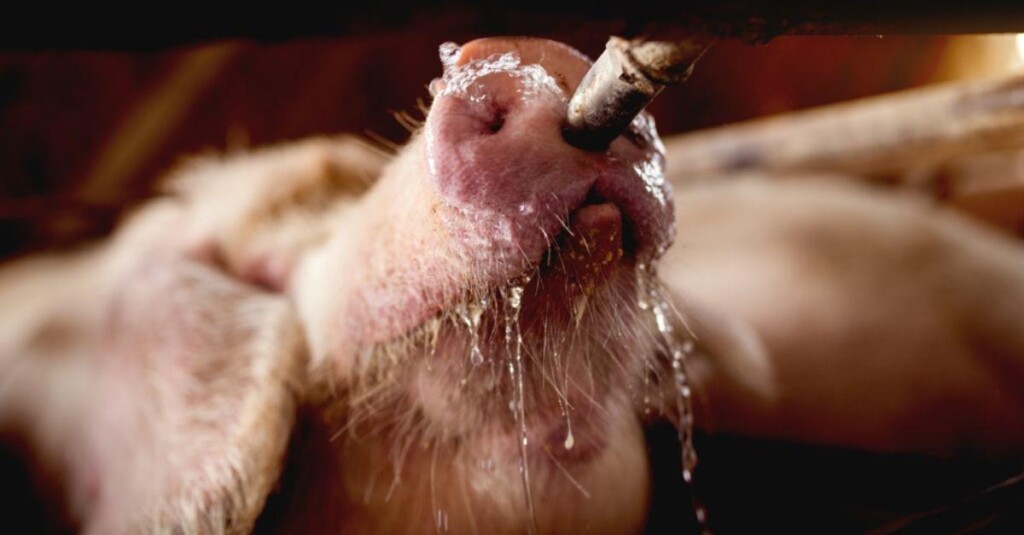 Qualidade e tratamento da água devem ter atenção antes e depois do uso nas propriedades