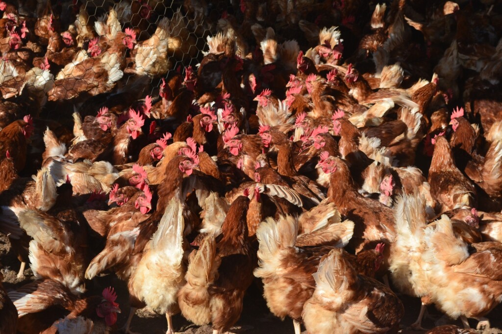 Fazenda da Toca promove novo curso de Produção de Ovos Orgânicos