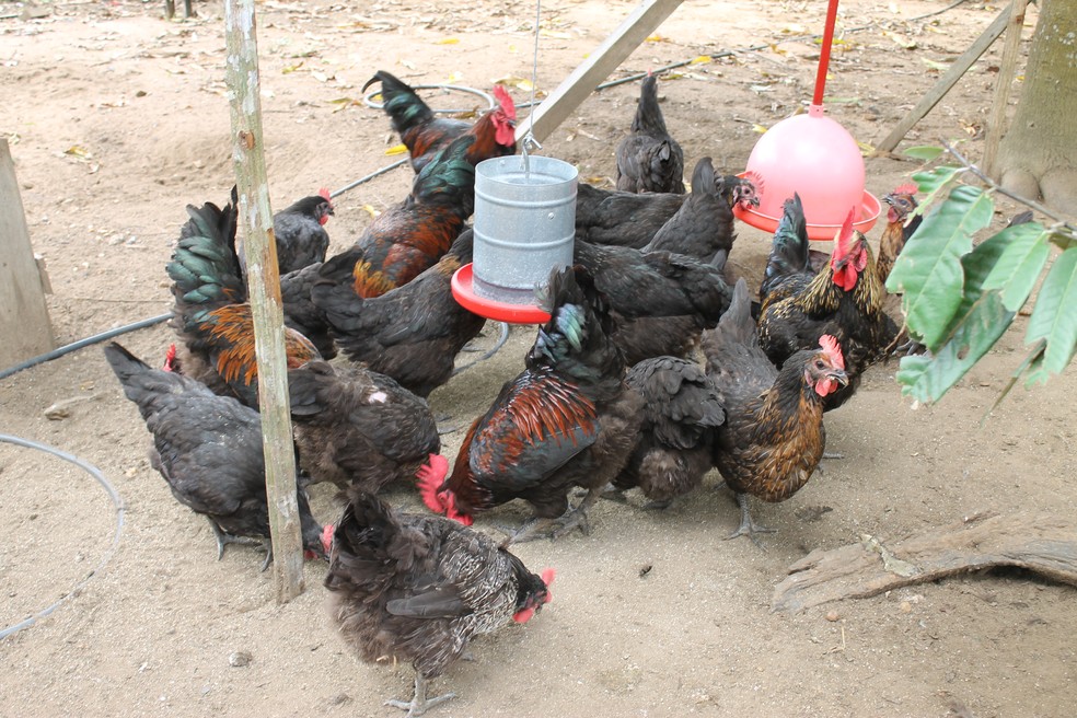 Produção de frango caipira é aposta da comunidade Prudente no Pará