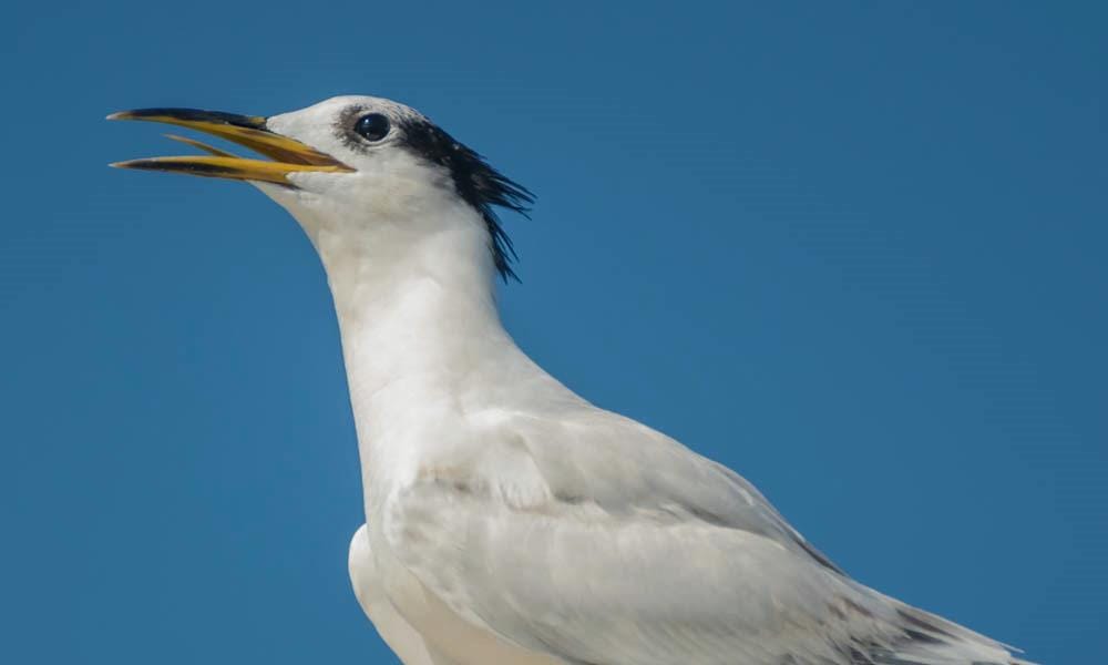 llhas no Espírito Santo são fechadas após registros de gripe aviária