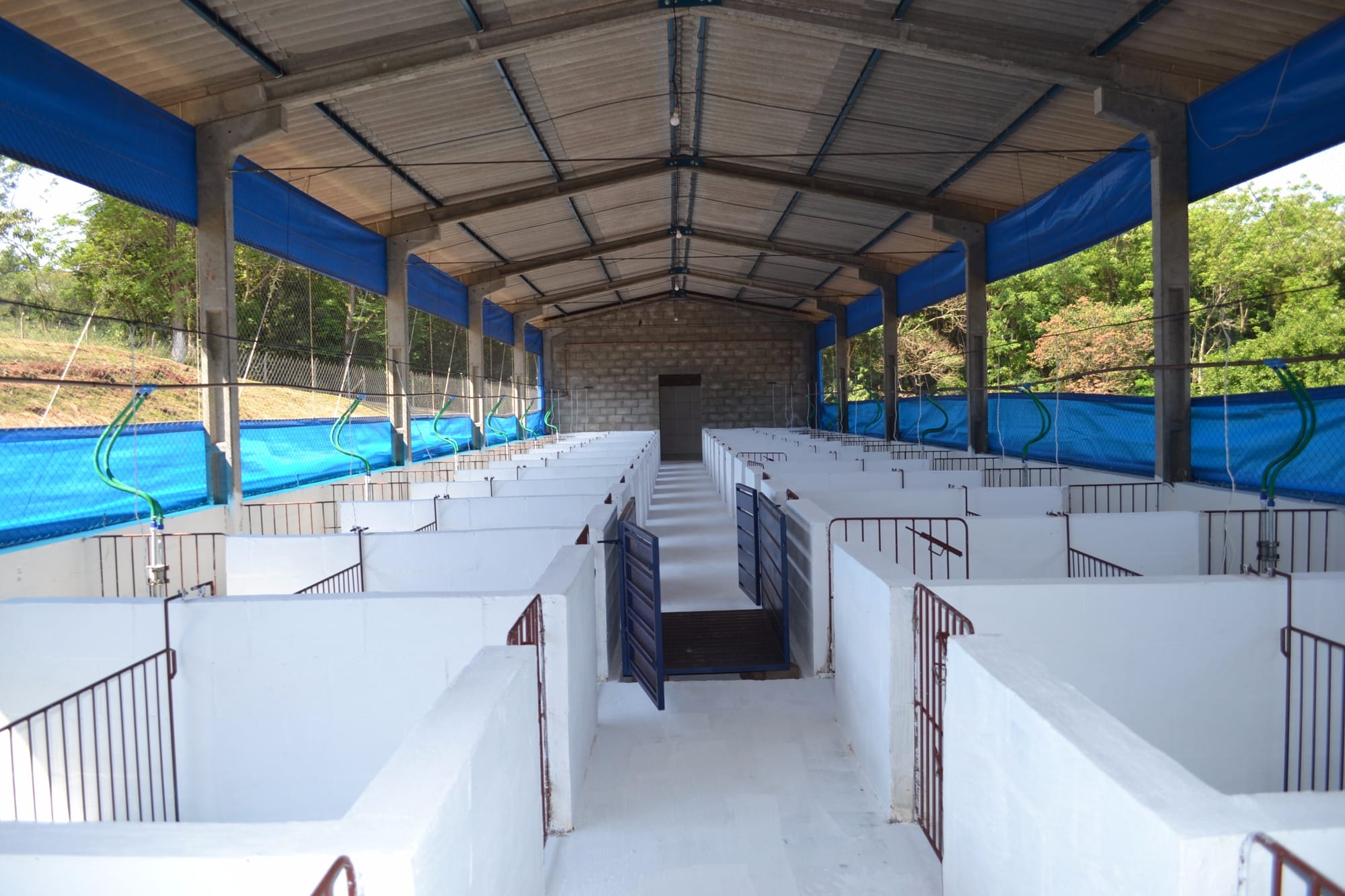 Centro experimental de pesquisas em nutrição de suínos é inaugurado em Londrina