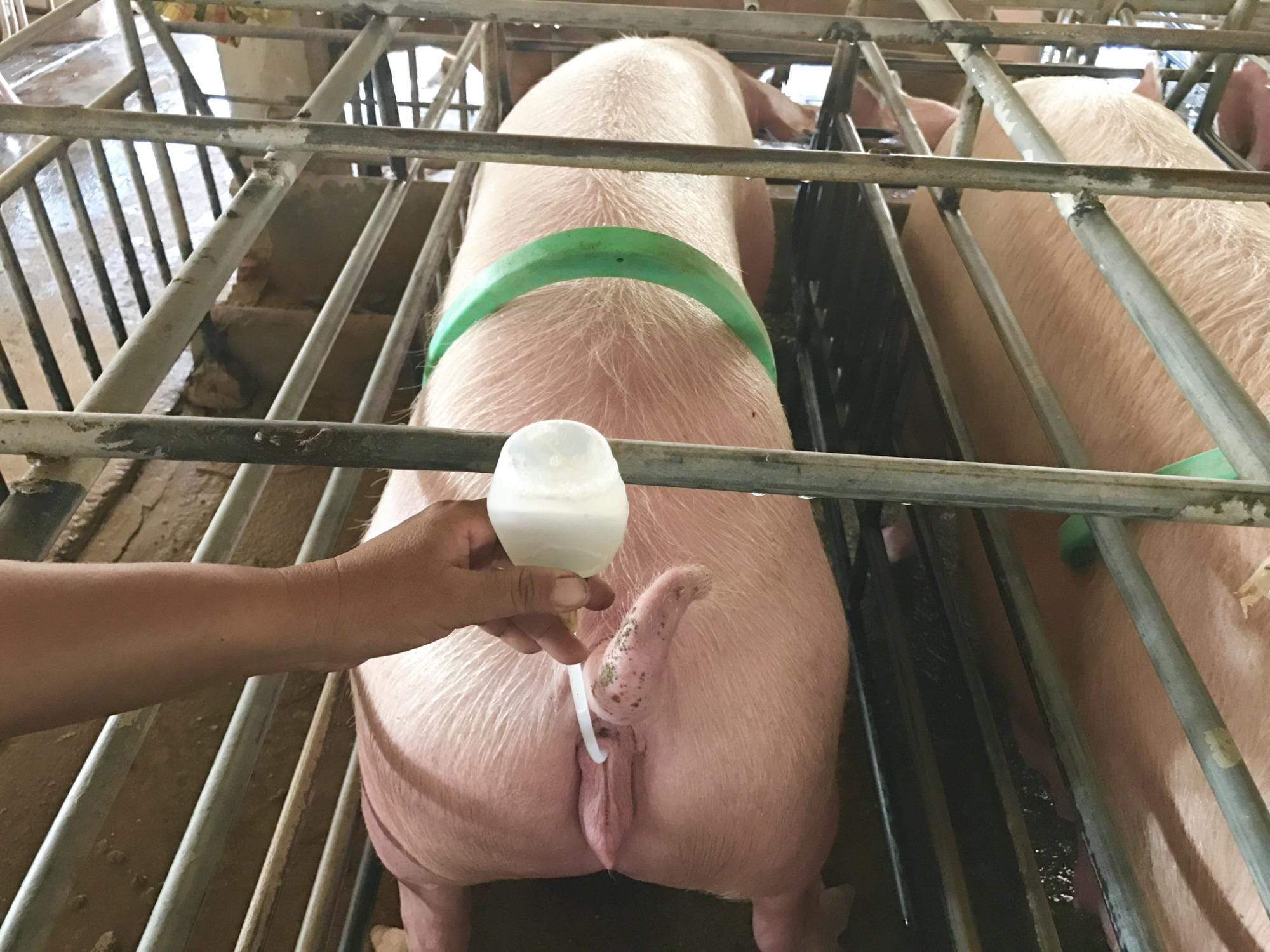 Startup desenvolve tecnologia que otimiza inseminação artificial Startup desenvolve tecnologia que otimiza inseminação artificial