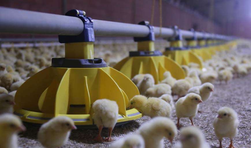 Levedura e probióticos: um bom combo para frangos