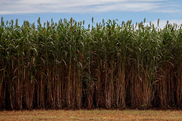 Último leilão de energia demonstrou que há espaço para biomassa no cenário elétrico atual