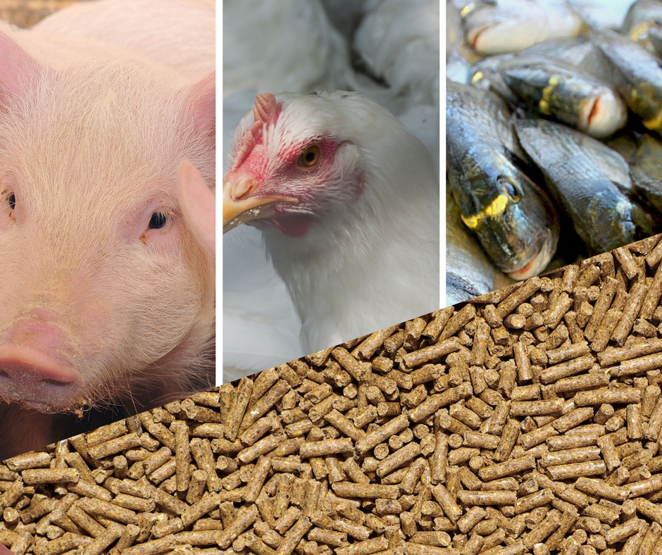 Conversão Alimentar: Manter altos índices produtivos é o desafio do setor em 2018